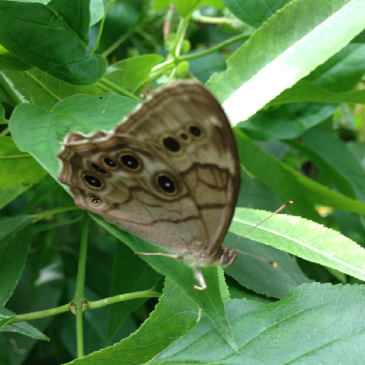 Northern Pearly Eye