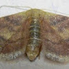 Red-Bordered Wave Moth