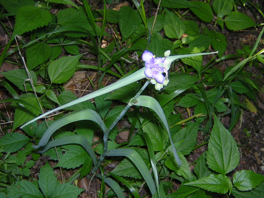 Spiderwort