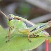 Spur-throated Grasshopper