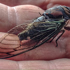 Cicada