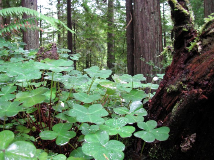 Redwood Sorrel