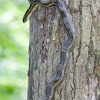 Gray Rat Snake