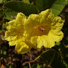 Yellow Geiger, Muyuyo