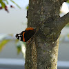 Red Admiral