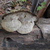 Postia Fungus