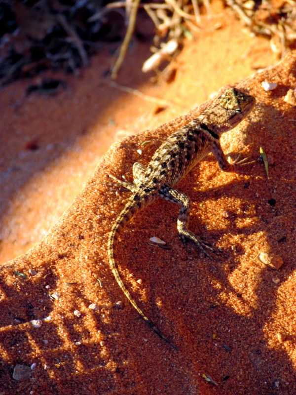 Desert Spiny Lizard (young)