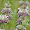 Lemon Mint,  Purple Horsemint