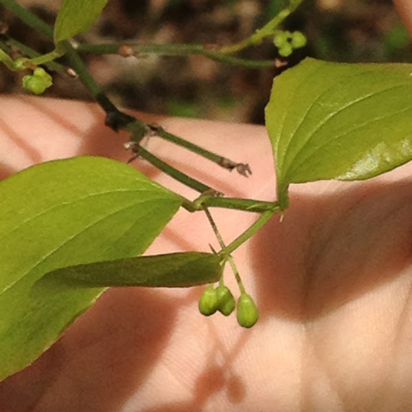 common greenbriar | Project Noah