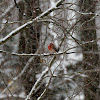 House Finch