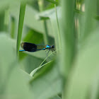 Banded demoiselle