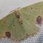 Comibaena moth