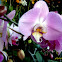 Blue Phalaenopsis Orchid Hybrid