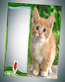 photo frames cat pic frames poster 5