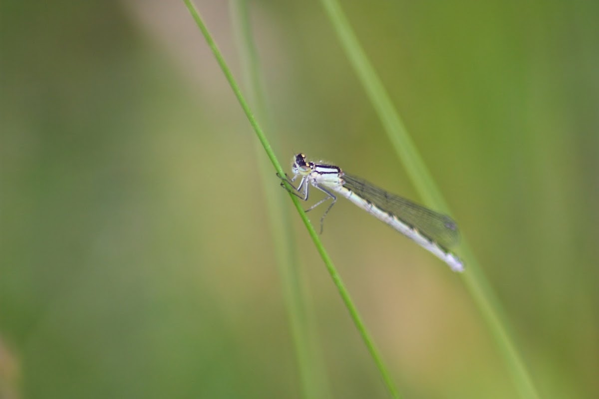 Female common blue damselfly
