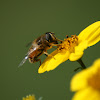 Honeybee (Ape)