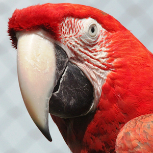 Parrot HD Wallpaper 1.0