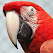 Parrot HD Wallpaper icon