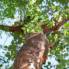 Gumbo-Limbo  Tree