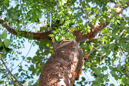 gumbo limbo tree leaves