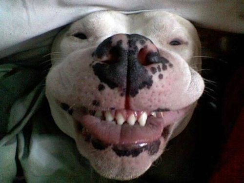 ugly animals images. But we mentioned the ugly