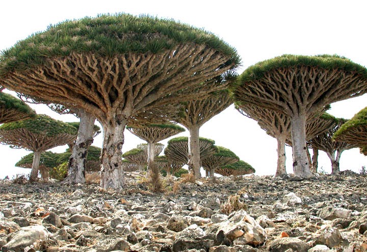 The Dragon S Blood Tree The Daily Plant