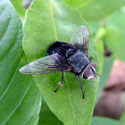 Tachinidae Fly - Mosca
