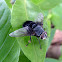 Tachinidae Fly - Mosca