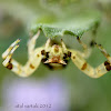 Crab Spider