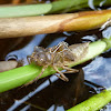 Dragonfly nymph case