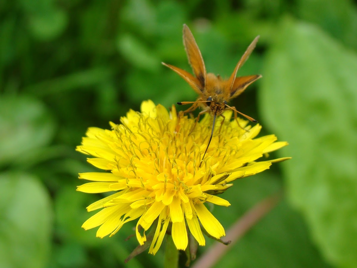 European Skipper