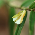 Lobb's Dendrobium