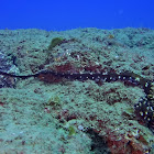 Day Octopus - Pair mating