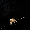 Orb Weaver spider