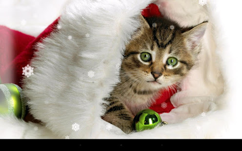 Xmas Cat Live Wallpaper(圖8)-速報App