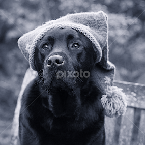 The Patriot by CLINT HUDSON - Animals - Dogs Portraits