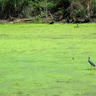 Little Blue Heron