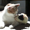 House cat & Guinea Pig