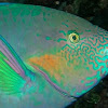 Parrotfish