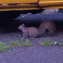 Grey squirrel