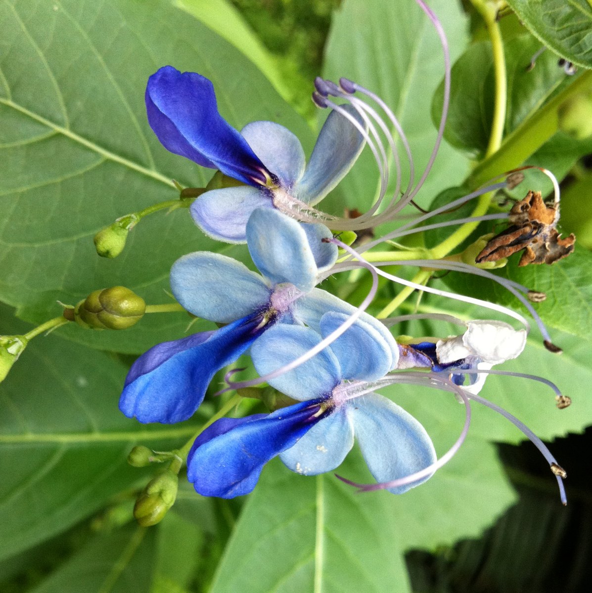 Blue Butterfly Bush 