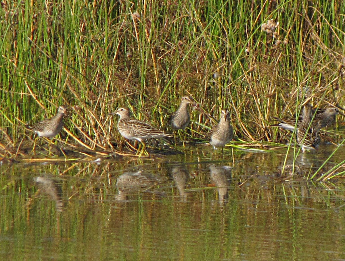 Pectoral Sandpiper