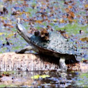 Krefft's Short-necked Turtle