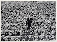 Kleinschalig akkerbouwbedrijf