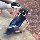 Wood duck