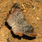 Dusted Spurwing Butterfly