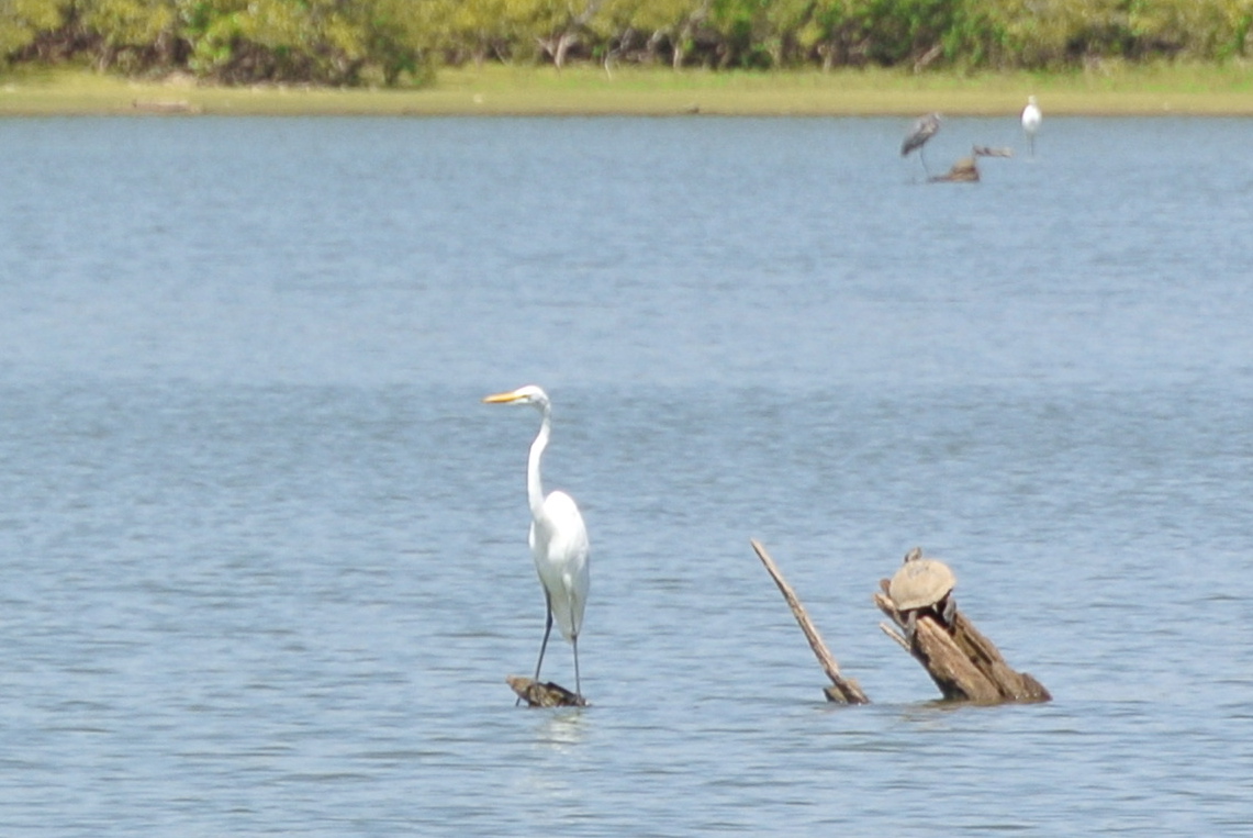 Great Egret (with friends)