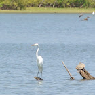 Great Egret (with friends)
