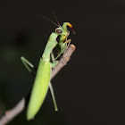 Praying Mantis