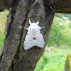 The White Ermine Moth